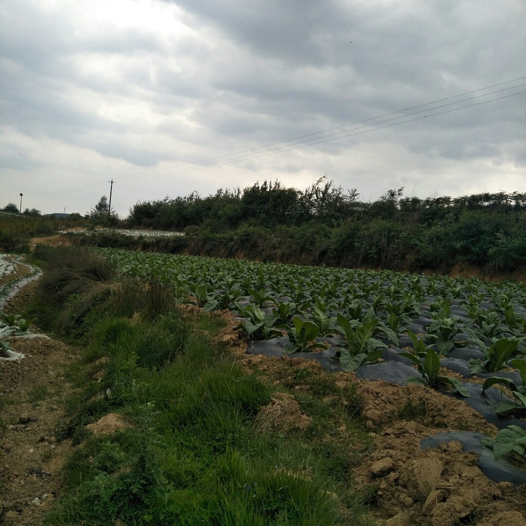 龍華店鄉最新天氣預報概覽