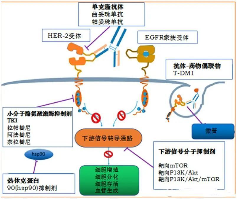 海姆泊芬最新進展，科技醫學交融的前沿探索